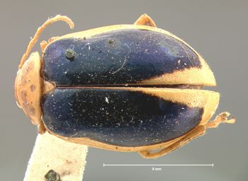 Media type: image; Entomology 17540   Aspect: habitus dorsal view